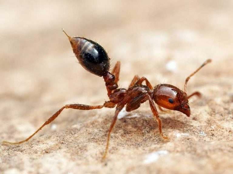 Detailed introduction and living habits of red ants