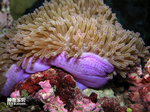 Top 10 most beautiful sea anemones in the world