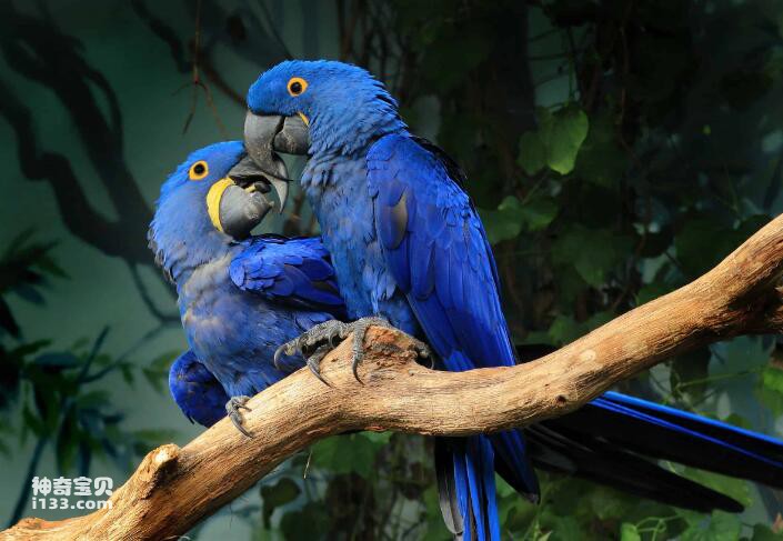 What are the varieties of blue parrots?