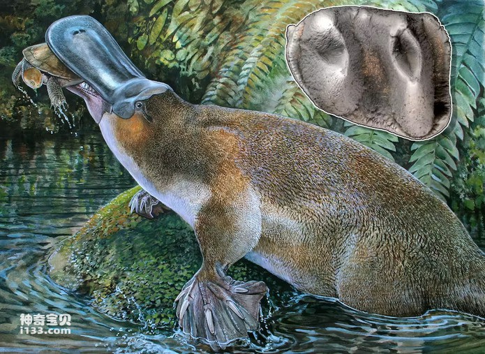 What are the habits of the platypus (detailed introduction)