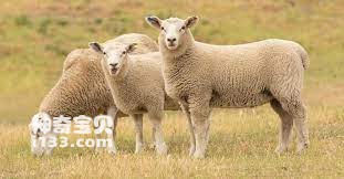 What kind of animal is sheep (detailed introduction)