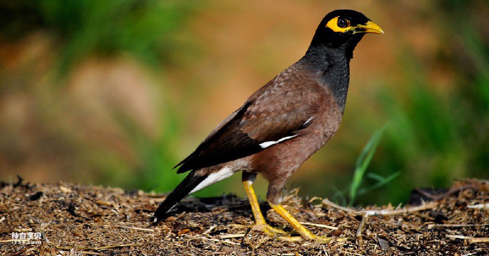 How does the myna know its owner?