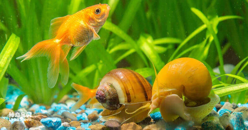 Can water snails purify water (detailed introduction)
