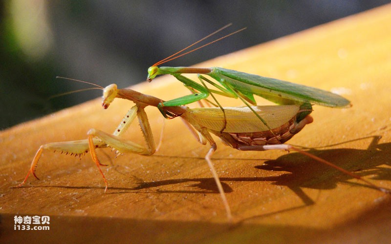 How do mantises differentiate between male and female (detailed introduction)
