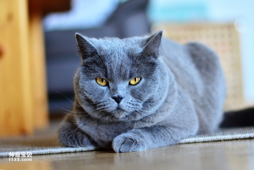 What are the personality traits of blue cats?