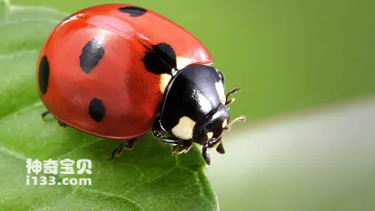 The living environment of the seven-spotted ladybug