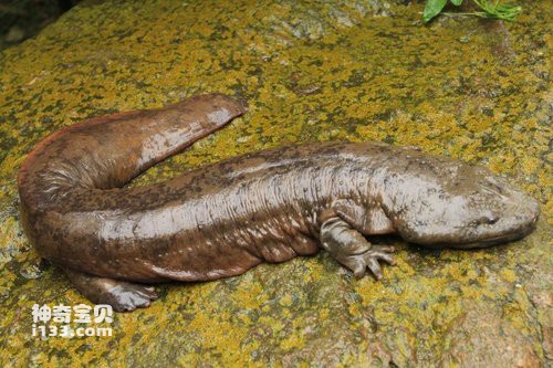 Characteristics and life characteristics of giant salamander