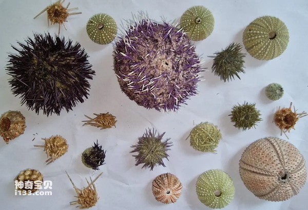The ten most delicious sea urchins in the world