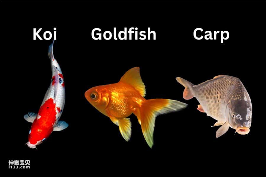 The difference between koi and koi (detailed introduction)