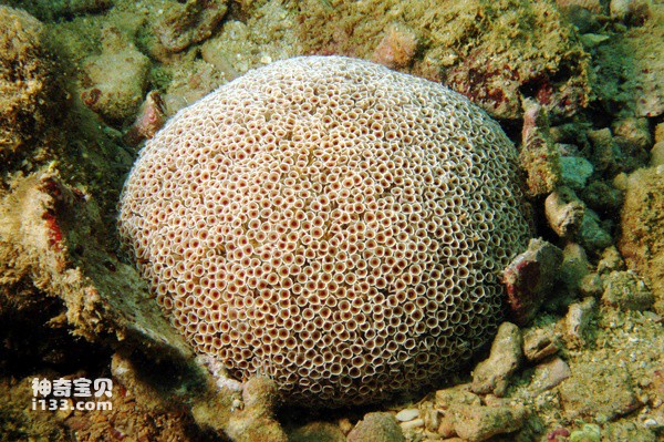 Top 10 most beautiful sea urchins