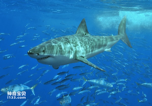 What are the living habits of sharks?