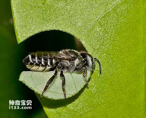 Why do leafcutter bees cut leaves and what are their uses (detailed introduction)
