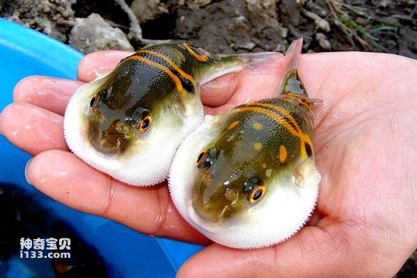 Ranking of the top ten poisonous fish in the world