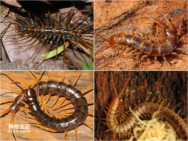 How to get rid of centipedes most effectively (detailed introduction)
