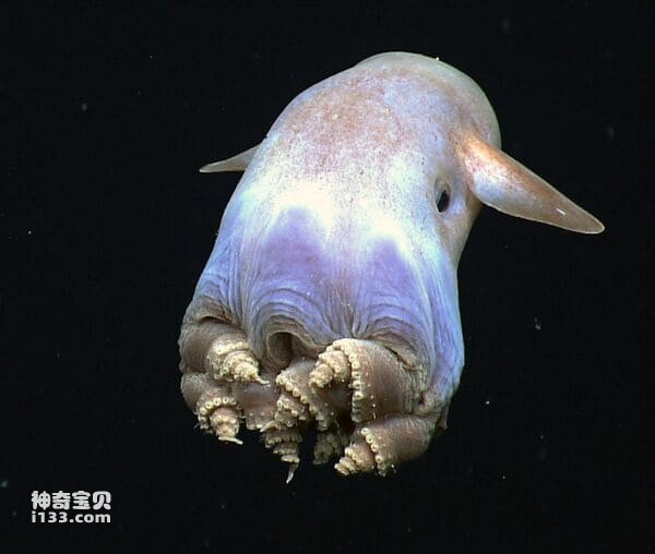 Ranking of the ten most poisonous octopuses in the world