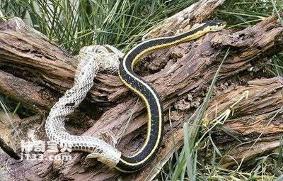 Why do snakes shed their skin (detailed introduction)
