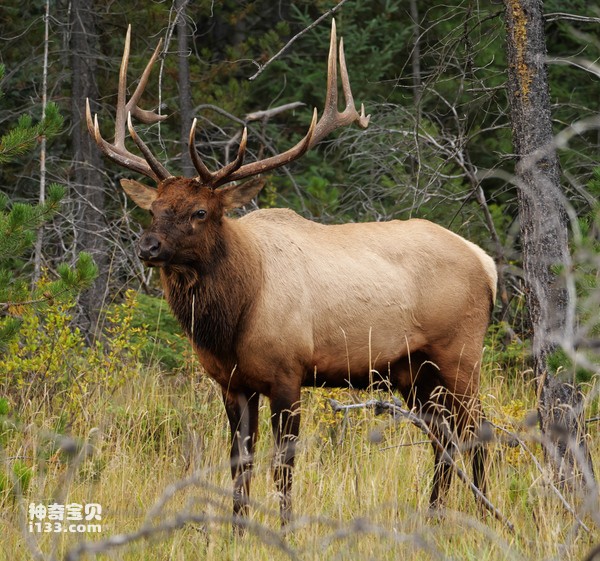 Which country's national treasure is the elk (detailed introduction)