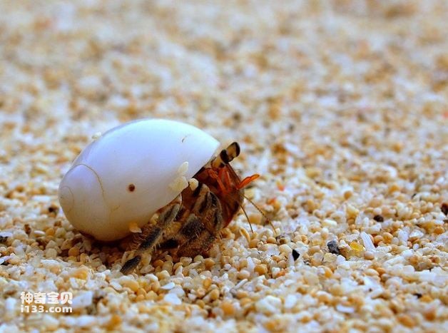 What do hermit crabs like to eat (detailed introduction)