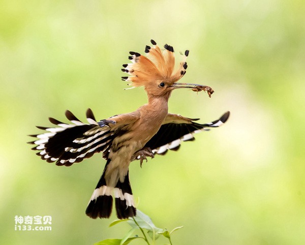Which country does the hoopoe belong to (detailed introduction)