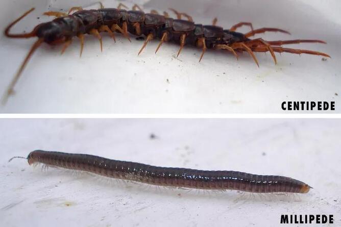 Are millipedes centipedes (detailed introduction)