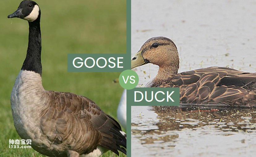 What is the difference between geese and wild geese (detailed introduction)