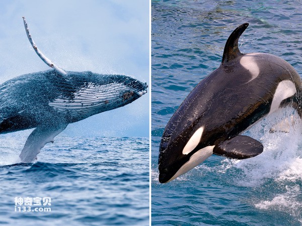 Which one is more powerful, humpback whales or killer whales (detailed introduction)