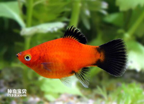 What are the varieties of medium-sized ornamental fish (detailed introduction)