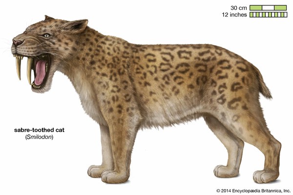 What era did the saber-toothed tiger belong to (detailed introduction)
