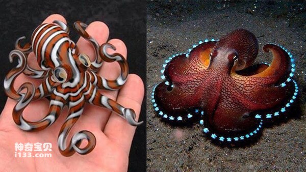 The ten most beautiful octopuses in the world