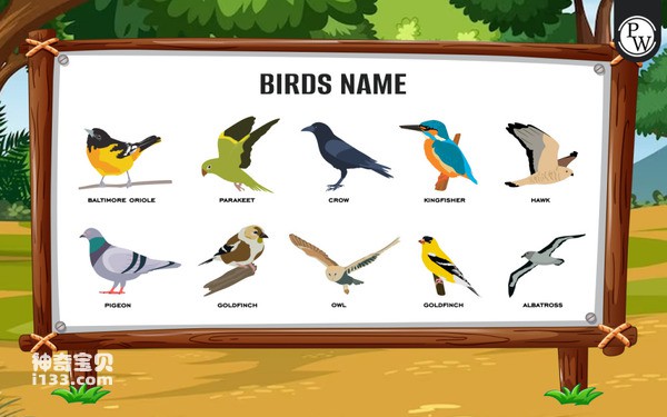 What types of birds have names (detailed introduction)