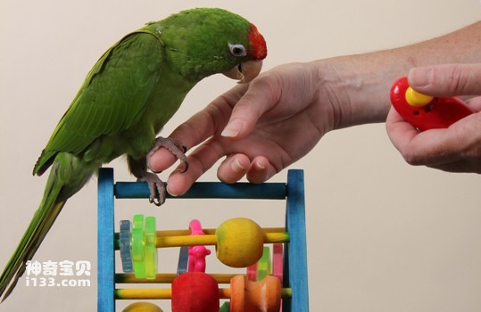 How to train a parrot (detailed introduction)