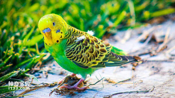 How to train a budgerigar to speak (detailed introduction)