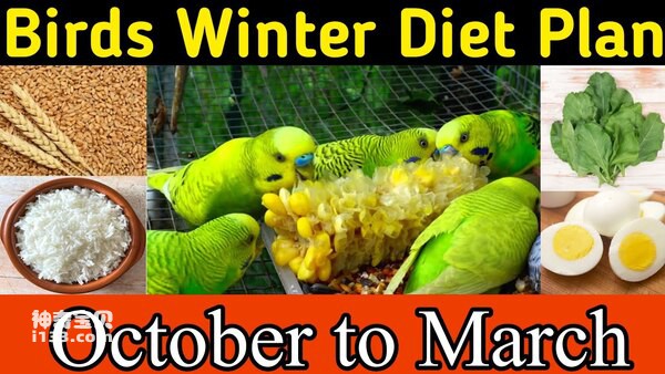 How to raise parrots in winter (detailed introduction)