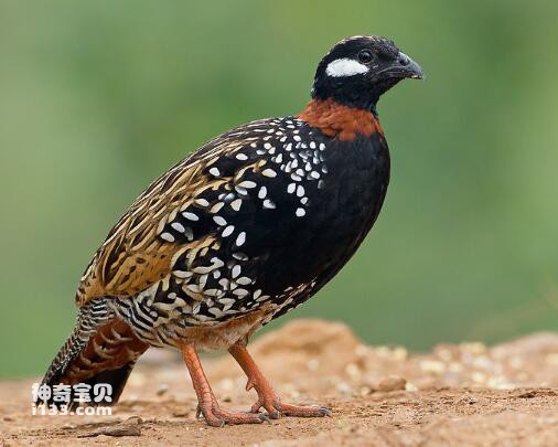What kind of bird does the partridge belong to (detailed introduction)