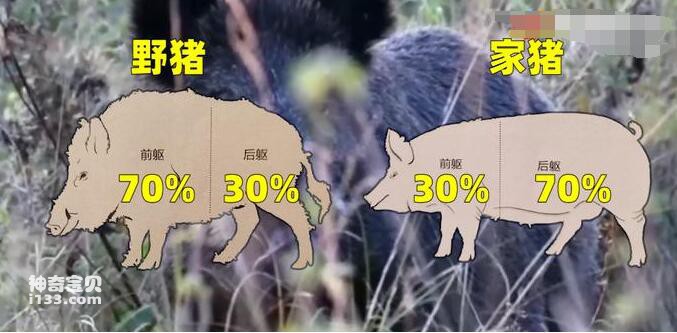 The difference between wild boar and domestic pig