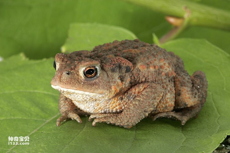 What is the scientific name of toad (detailed introduction)