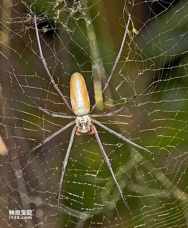 What kind of yellow spider is it (detailed introduction)