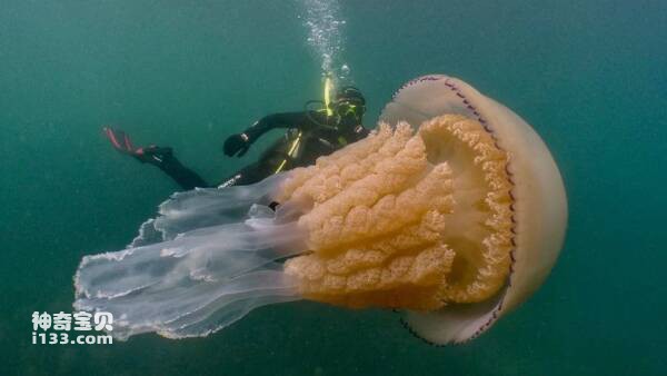 Top 10 most venomous jellyfish in the world, topped by the most venomous creature in the world