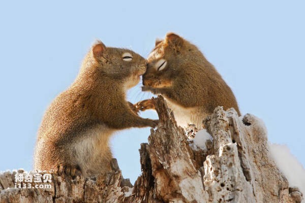 The ten most romantic animals in the world