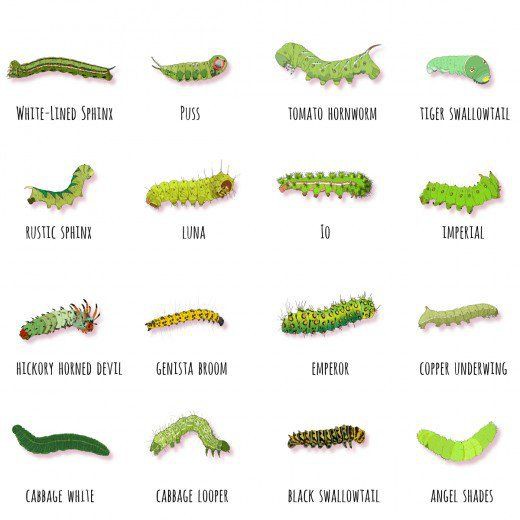 What are the common types of caterpillars (detailed introduction)