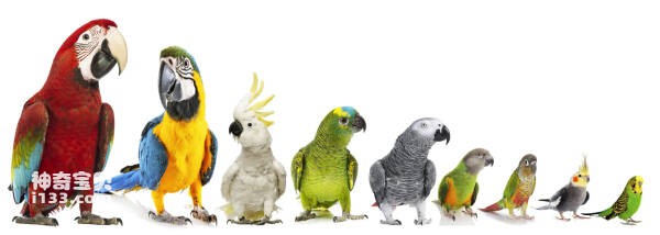 What are the types of parrots (detailed introduction)