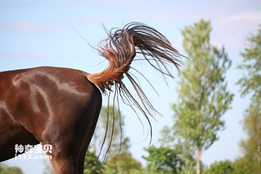 What does a horse’s tail look like (detailed introduction)