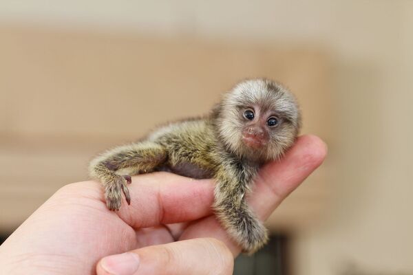 Top 10 smallest animals in the world, have you ever seen an even smaller one?