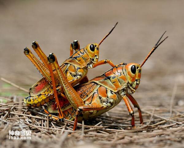 The ten most feared locusts in the world