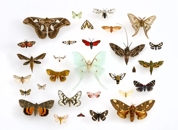 The ten most beautiful moths in the world