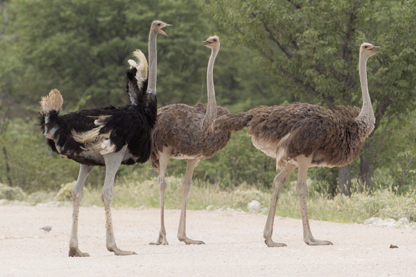 Top ten flightless birds in the world, I guess you only know about ostriches