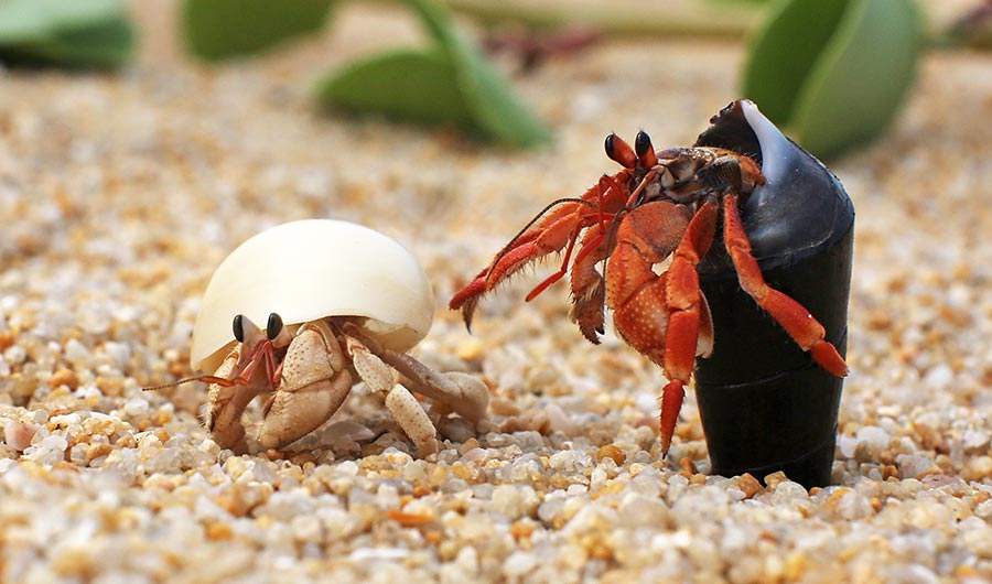 How to feed small crabs