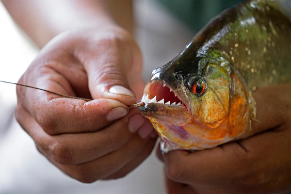 The top 10 largest piranhas in the world, the overlord of fish schools