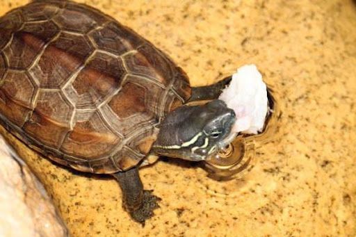 What do Chinese tortoises eat?