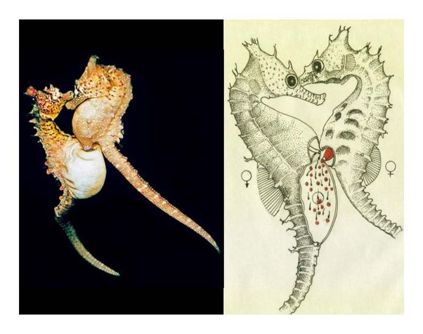 Why do male seahorses have pouches and female seahorses don’t?